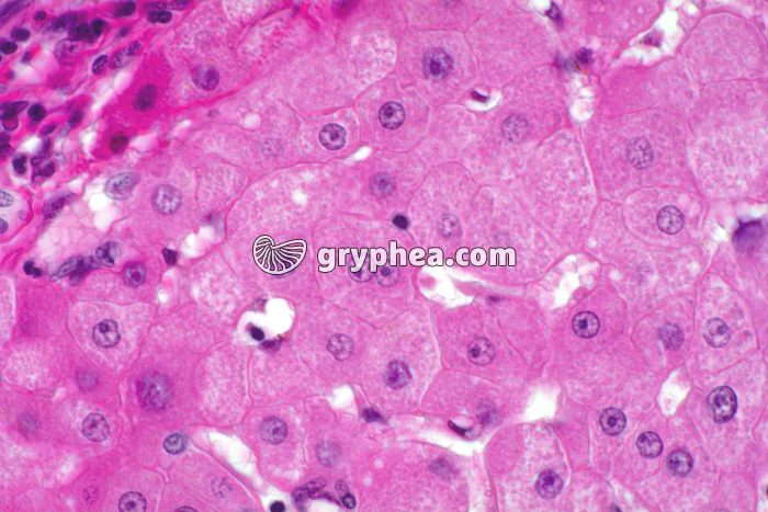 Foie et hépatocytes x200 - gryphea.org